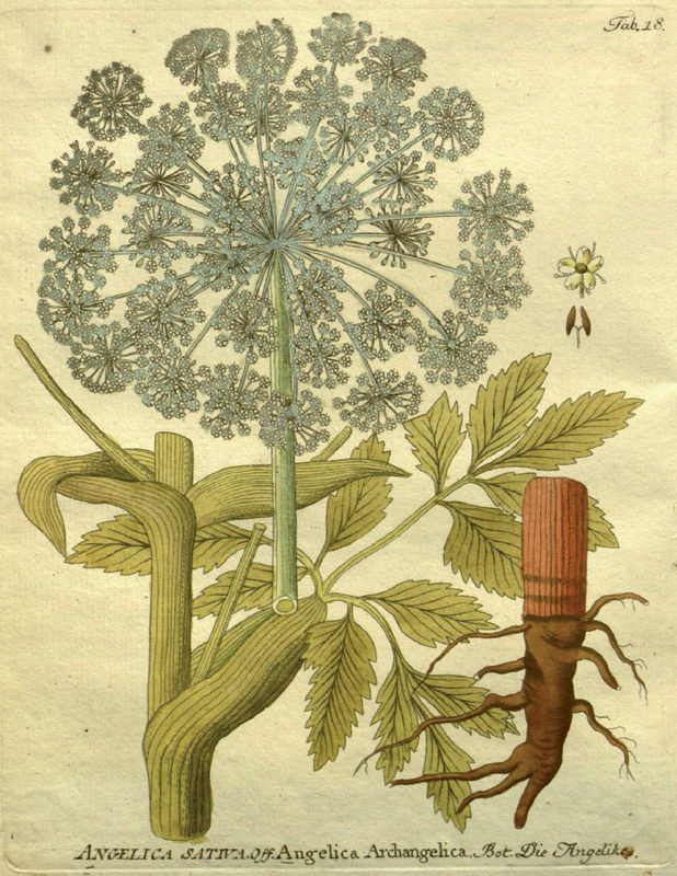 Angelica Sativa